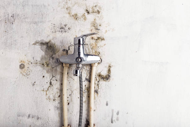 Reliable New Brockton, AL Mold Removal Solutions