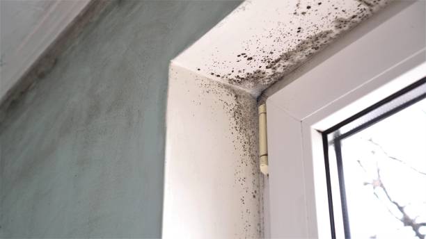 Best Crawl Space Mold Removal  in New Brockton, AL