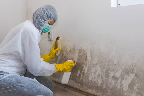Best Certified Mold Removal  in New Brockton, AL