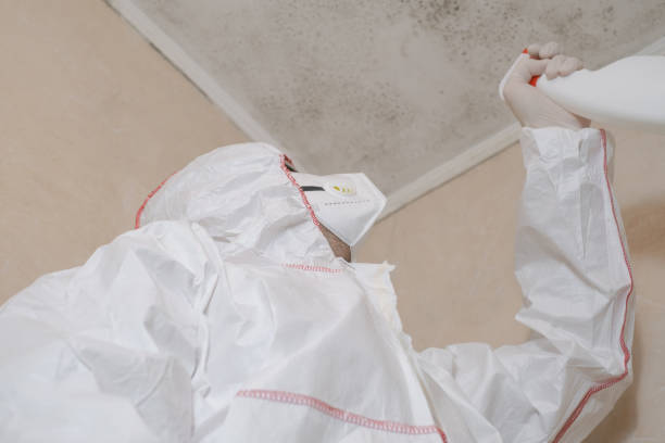 Best Mold Damage Repair  in New Brockton, AL