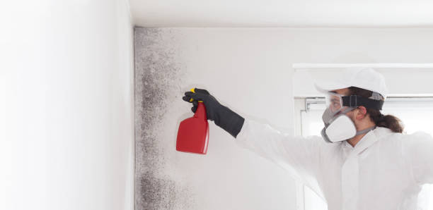 Best Black Mold Removal  in New Brockton, AL