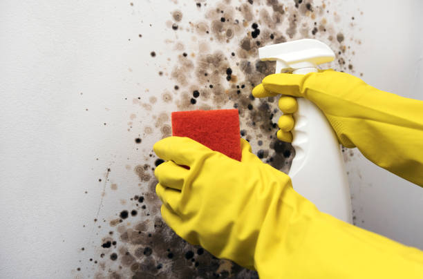 Best Toxic Mold Removal  in New Brockton, AL