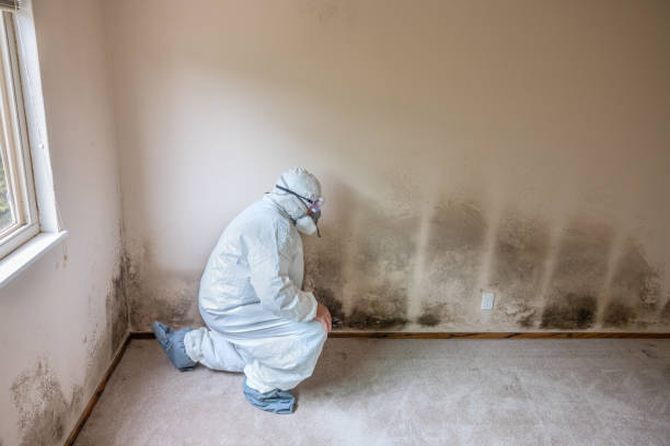 Mold Testing and Removal in New Brockton, AL
