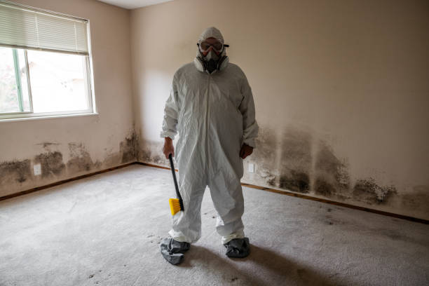 Best Local Mold Removal Service  in New Brockton, AL