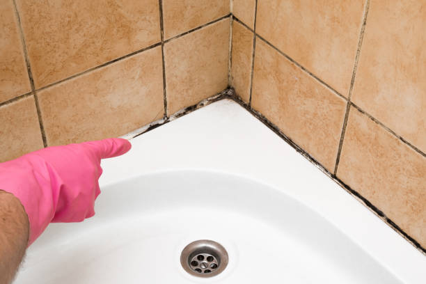 Best Fast Mold Removal  in New Brockton, AL
