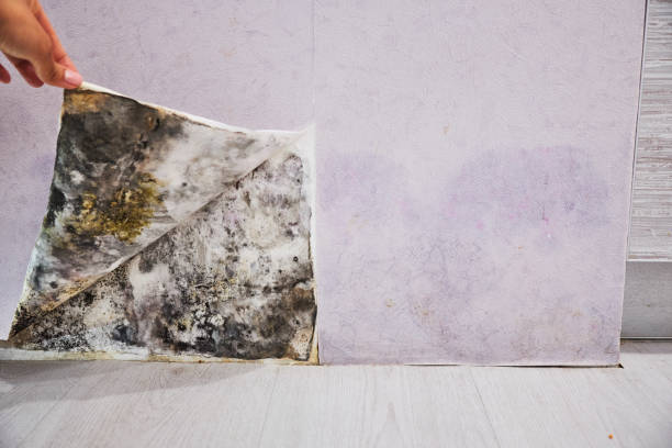 Best Mold Remediation Experts  in New Brockton, AL